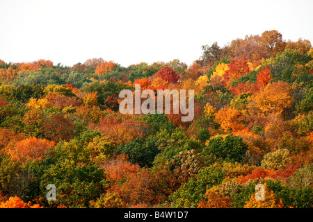 Fallen Sie Farbe Bäume mit bunten Blättern, auf einem Hügel. Bewaldeten Herbst malerische deckt den gesamten Boden. Stockfoto