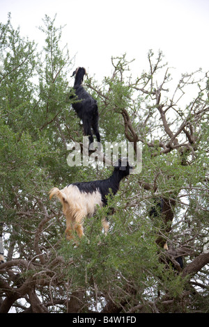 Afrikanische Ziegen auf Argania Bäume im Feld in der Nähe von Marrakesch Marokko. Vertikale. 81066 Morocco-Ziegen Stockfoto