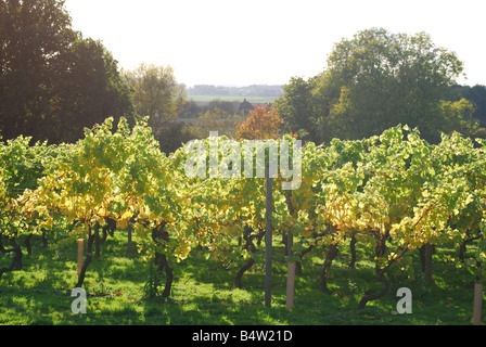 Reihen von Weinreben, Kapelle, Weingut, kleine Hythe Straße, Tenterden, Kent, Großbritannien Stockfoto