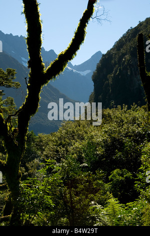 Im Cleddau Tal auf dem Weg nach Milford Sound, Fjordland, Südinsel, Neuseeland Stockfoto