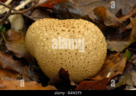 Gemeinsame Earthball Pilz, Sklerodermie Citrinum, Carstramon Holz, Dumfries & Galloway Stockfoto