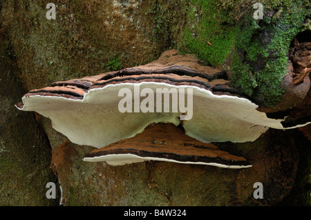 Des Künstlers Halterung Pilz, Ganoderma Applanatum auf Buche, Carstamon Wood, Flotte Tal, Dumfries und Galloway Stockfoto