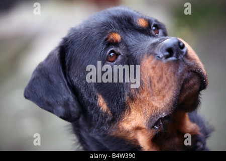 Rottweiler Hund Gesicht Stockfoto