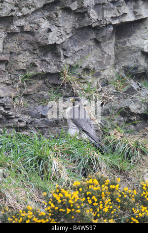 WANDERFALKEN Falco Peregrinus weibliche nähert sich NEST LEDGE Stockfoto