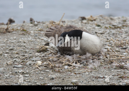 KANADAGANS Branta Canadensis Inkubation von Eiern Seitenansicht Stockfoto