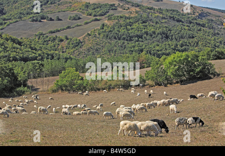 Schafe in der Nähe von San Quirico d Orcia Kreta Toskana Italien Stockfoto