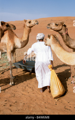 Oman, Sharqiyah, Wahiba Sands. Eine Beduinen füttert seinen Kamelen in seinem Lager in der Wüste Stockfoto