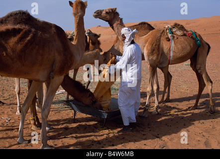 Oman, Sharqiyah, Wahiba Sands. Eine Beduinen füttert seinen Kamelen in seinem Lager in der Wüste Stockfoto