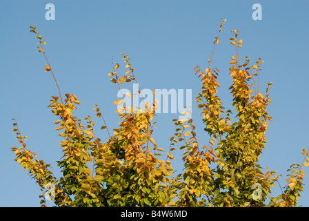 Herbst Blattspitzen vor einem Porcelein blauen Himmel. Blätter und oberen Ästen eines Baumes Hainbuche, Nonsuch Park, Cheam, Surrey Stockfoto