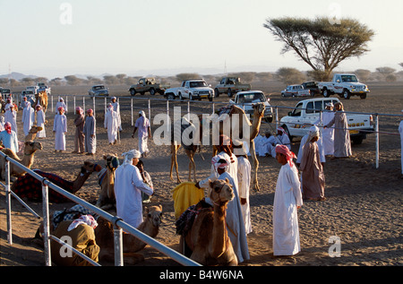 Oman, Sharqiyah, arabischen Eigentümern und Kamel Handler diskutieren am morgens Rennen, wie die Kamele warten zu gehen an den Start bei der Camel-Rennstrecke am Al Shariq am Rande der Wahiba Sands Stockfoto