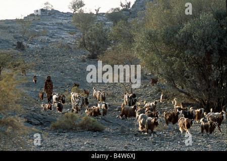 Oman, Jabal al Akhdar, Jebel Shams. Eine omanische Frau Herden Ziegen bis in die schroffe Bergwelt Al Jabal al Akhdar. Stockfoto
