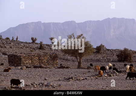 Oman, Jabal al Akhdar, Jebel Shams. Ziegen Weiden bis in die schroffe Bergwelt Al Jabal al Akhdar. Stockfoto