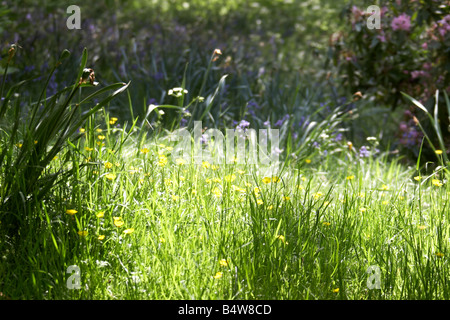 Wildblumen im Frühjahr gelb und lila an Kenwood House English Heritage Hampstead London NW3 England UK Stockfoto