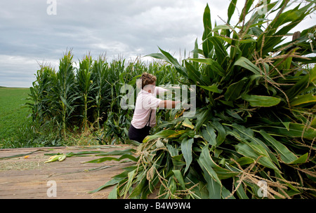 Vereinigte Staaten LANCASTER COUNTY ein Amisch Landwirt arbeiten in Mais Foto GERRIT DE HEUS Stockfoto