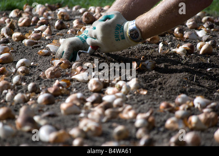 Parks und Erholung Arbeiter Tulpenzwiebeln für das nächste Frühjahr Pflanzung Stockfoto