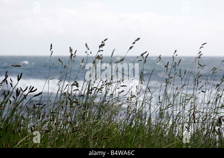 Gräser, weht in der Flügel am Inverallochy an der Nordostküste Schottlands Stockfoto