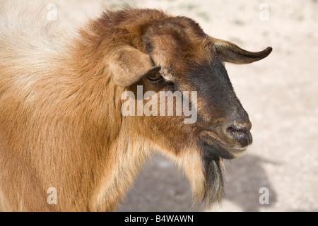 Billy Goat roaming in marokkanischen Bauernhof Closeup Kopf. Horizontale 80881 Morocco-Ziege Stockfoto