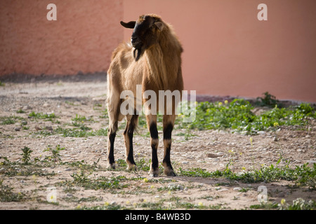 Billy Goat roaming in marokkanischen Farm. Horizontale 80873 Morocco-Ziege Stockfoto