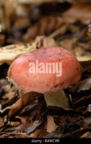 Beechwood Sickener Pilz, ubling Nobilis unter Buche in Carstramon Holz, Dumfries & Galloway Stockfoto