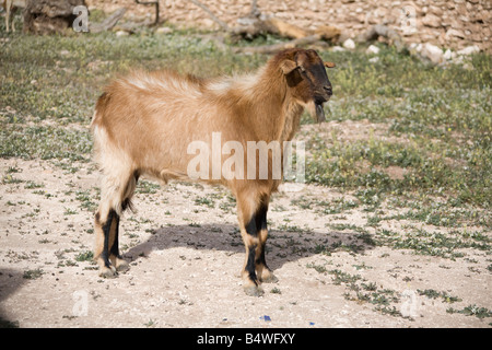 Billy Goat roaming in marokkanischen Farm. Horizontale 80879 Morocco-Ziege Stockfoto