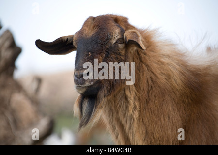 Roaming in marokkanischen Farm Closeup Kopf Ziegenbock. Horizontale 80867 Morocco-Ziege Stockfoto