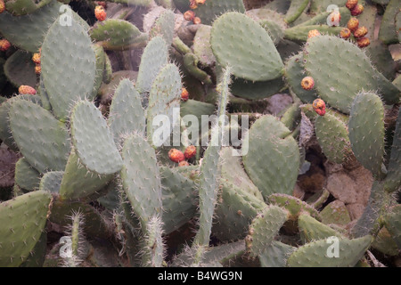 Samtbaum Birne, Opuntia tomentosa Kaktuspflanze. Kakteen. Grüne breite Blätter. 80863 Marokko-Kakteen. Rote Blume. Horizontal Stockfoto