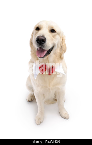 Golden Retriever Stockfoto