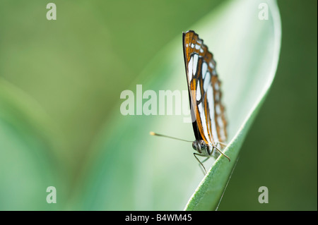 Neptis Hylas. Gemeinsamen Sailor Schmetterling in der indischen Landschaft. Andhra Pradesh, Indien Stockfoto