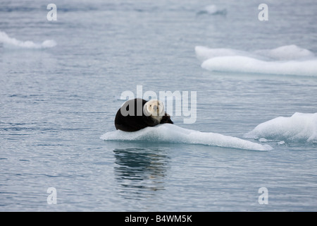 Erwachsenen Seeotter (Enhydra Lutris) auf Eisscholle, Prince William Sound, Alaska Stockfoto