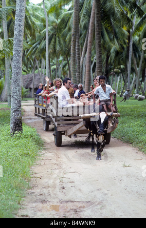 Besucher fahren eine gezeichnete Ochsenkarren vom Strand durch eine Kokospalme Wald, Dorf auf der Insel La Digue in der Seychell Stockfoto