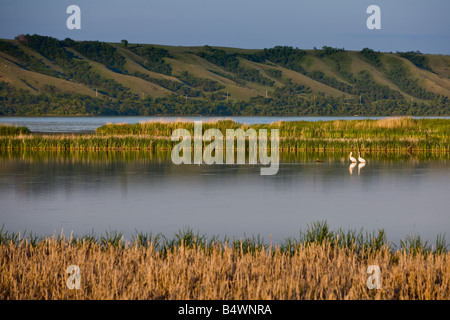 Paar Pelikane Pelecanus Erythrorhynchos, in der Nähe von den Sumpf des Flusses qu Katepwa See in der Stadt Stockfoto