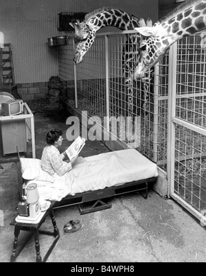 Kopf-Tierpfleger Fräulein Irene Carley wacht eine Übernachtung auf werdende Mutter Sorbo, während einer Übernachtung in der Giraffe-Gehäuse (links) im Twycross Zoo, Warwickshire.; 3. August 1967; Stockfoto