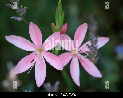 Rosa Kaffir-Lilie, Schizostylis coccinea Stockfoto