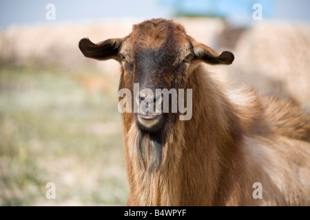 Billy Goat roaming in marokkanischen Bauernhof Closeup Kopf. Horizontale 80880 Morocco-Ziege Stockfoto