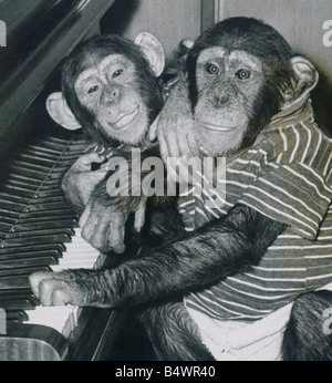 Diese zwei Schimpansen, Bugsy & Jinxsy, beide 3 sind von Southam Zoo, Warwickshire sind hier zu sehen mit dem Klavierspiel. Sie waren eine Stunde Klavier spielen in Maida Vale BBC-Studios in London für Radio 1 DJ John Peel Show namens "Top Gear", die am Samstag Nachmittag erlischt die Aufnahme.; Offenbar könnte es verwendet werden, wie Unterstützung für einen Datensatz oder eine Aufzeichnung um ihn herum gebaut werden kann.; Offenbar, die Idee stammt ursprünglich von John Lennon.; 21. März 1970.; Stockfoto