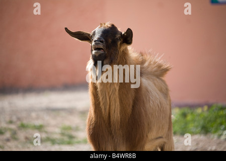 Billy Goat roaming in marokkanischen Farm. Horizontale 80876 Morocco-Ziege Stockfoto