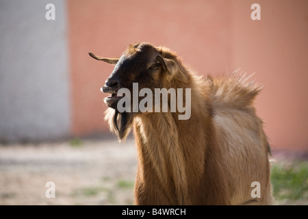 Billy Goat roaming in marokkanischen Farm. Horizontale 80877 Morocco-Ziege Stockfoto