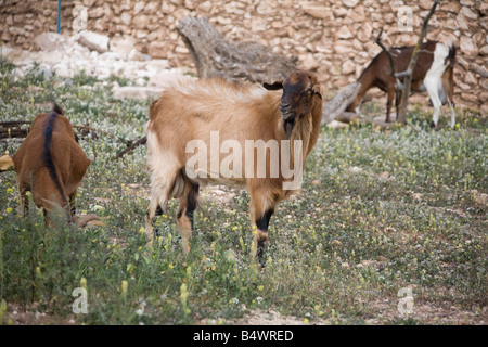 Billy Goat roaming in marokkanischen Farm. Horizontale 80865 Morocco-Ziege Stockfoto