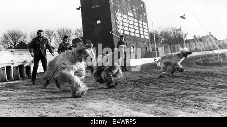 Afghan Hounds gehen in die richtige Richtung Stockfoto