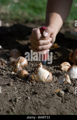 Parks und Erholung Arbeiter Tulpenzwiebeln für das nächste Frühjahr Pflanzung Stockfoto