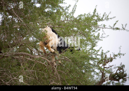 Afrikanische Ziegen auf Argania Bäume im Feld in der Nähe von Marrakesch Marokko. Horizontale. 81058 Morocco-Ziegen Stockfoto