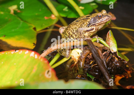 Ein Farbfoto des eine englische Grasfrosch auf Lily Wurzeln Ansicht von der Seite. Nahaufnahme (Makro) Stockfoto