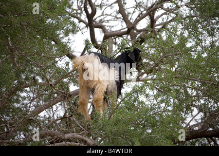 Afrikanische Ziegen auf Argania Bäume im Feld in der Nähe von Marrakesch Marokko. Horizontale. 81064 Morocco-Ziegen Stockfoto