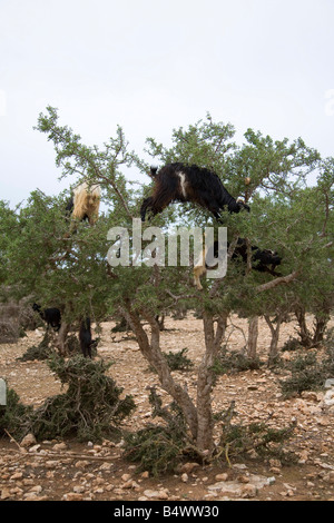 Afrikanische Ziegen auf Argania Bäume im Feld in der Nähe von Marrakesch Marokko. Vertikale. 81069 Morocco-Ziegen Stockfoto