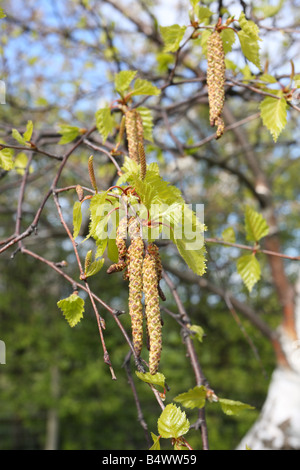 Birke Betula Pendel Kätzchen ON TREE CLOSE UP Stockfoto