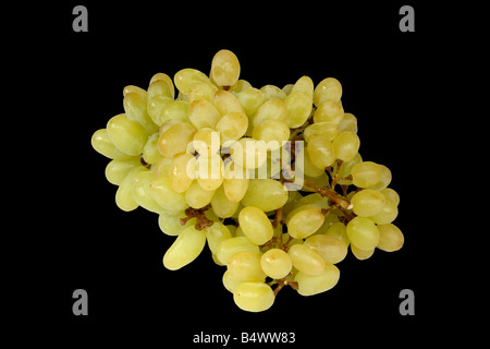Weiße Trauben auf schwarzem Hintergrund Stockfoto