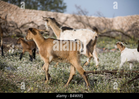 Billy Goat roaming in marokkanischen Farm. Horizontale 80872 Morocco-Ziege Stockfoto