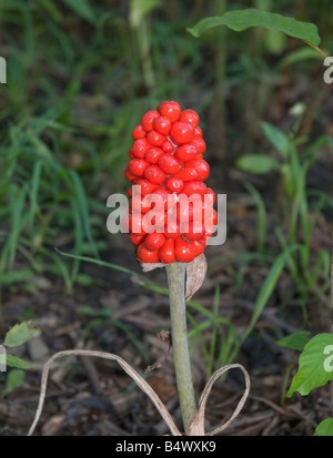 Jack in Kanzel Samen Stockfoto