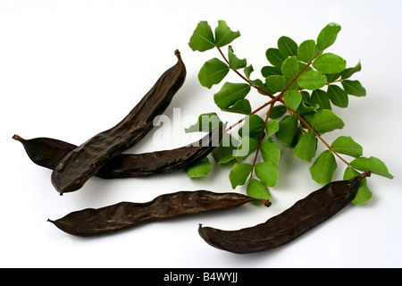 Johannisbrot Bohnen Ceratonia siliqua Stockfoto