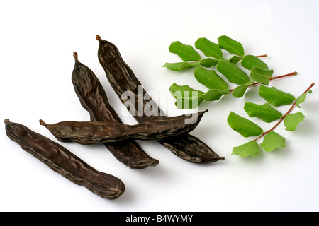 Johannisbrot Bohnen Ceratonia siliqua Stockfoto